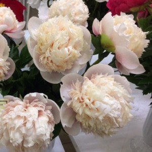 Пион Paeonia Colonel Owens Cousins